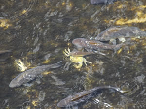 Balıklar yaşama tutunabilmek için tersine göç etmeye çalışıyor