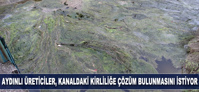 Aydınlı üreticiler, Büyük Menderes’ten su verilen kanaldaki kirliliğe bir çözüm bulunmasını istiyor