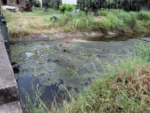 Aydınlı üreticiler, Büyük Menderes’ten su verilen kanaldaki kirliliğe bir çözüm bulunmasını istiyor