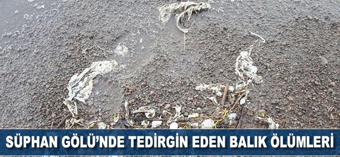 Süphan Gölü'nde tedirgin eden 'balık' ölümleri