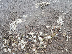Süphan Gölü'nde tedirgin eden 'balık' ölümleri
