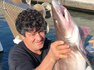 Muğla'da balıkçı ağına 2 köpek balığı takıldı