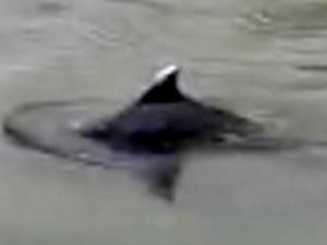 Irmakta avlanan yunus görüntülendi