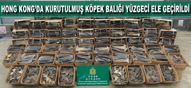 Hong Kong’da kurutulmuş köpek balığı yüzgeci ele geçirildi