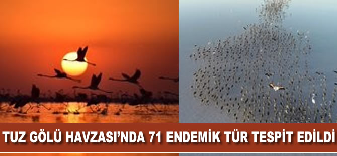 Tuz Gölü Havzası'nda 71 endemik tür tespit edildi