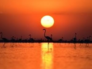 Tuz Gölü Havzası'nda 71 endemik tür tespit edildi