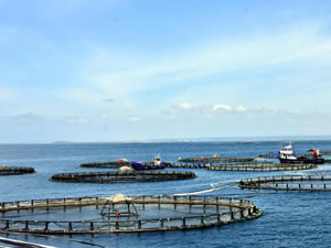 Kültür balıkçılığından 374 milyon dolar gelir