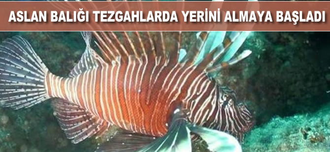 Aslan balığı tezgahlarda yerini almaya başladı