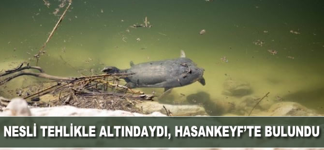 Nesli tehlike atındaydı, Hasankeyf’te bulundu