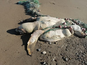 Balıkçı ağına takılıp ölen caretta caretta kıyıya vurdu