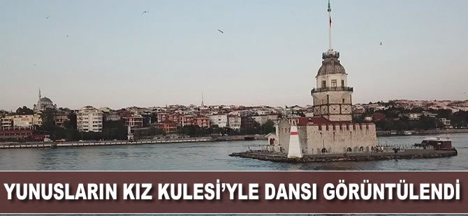 Yunusların Kız Kulesi'yle dansı görüntülendi