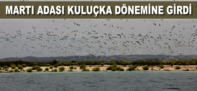 Martı adası kuluçka dönemine girdi
