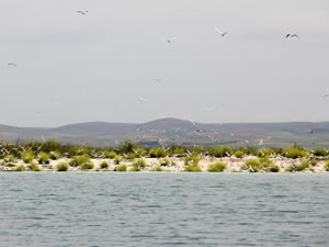 Martı adası kuluçka dönemine girdi