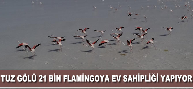 Tuz Gölü 21 bin flamingoya ev sahipliği yapıyor