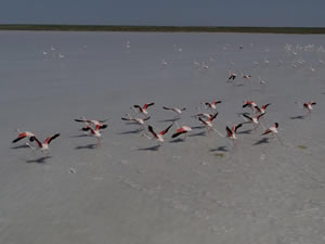 Tuz Gölü 21 bin flamingoya ev sahipliği yapıyor