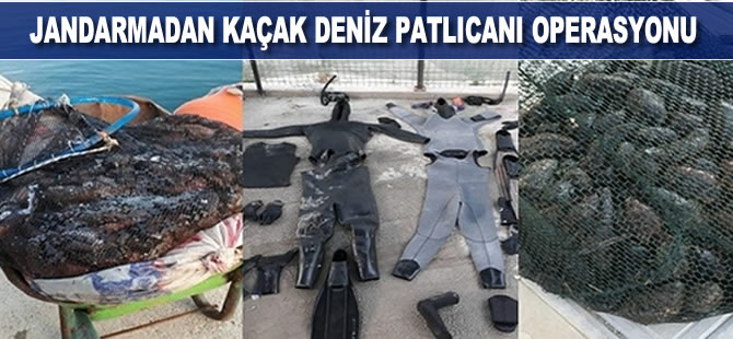 Jandarmadan kaçak deniz patlıcanı operasyonu
