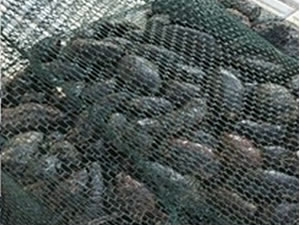 Jandarmadan kaçak deniz patlıcanı operasyonu