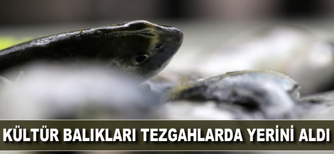 Kültür balıkları tezgahlarda yerini aldı