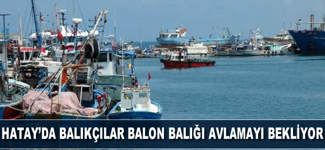 Hatay’da balıkçılar balon balığı avlamayı bekliyor
