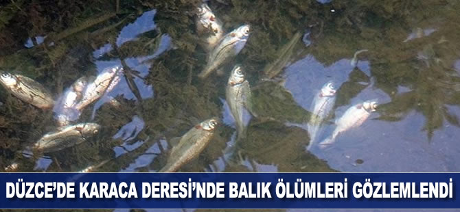 Düzce'de Karaca Deresi'nde balık ölümleri gözlemlendi