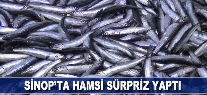 Sinop’ta hamsi sürpriz yaptı
