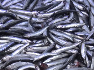 Sinop’ta hamsi sürpriz yaptı