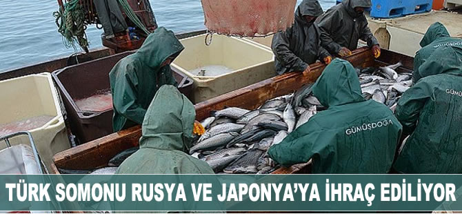 Türk somonu, Rusya ve Japonya'ya ihraç ediliyor