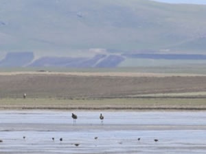 Kuyucuk Gölü eski günlerine dönüyor