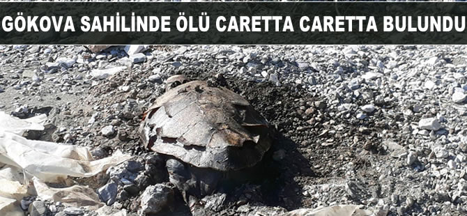 Gökova sahilinde ölü caretta caretta bulundu