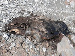 Gökova sahilinde ölü caretta caretta bulundu