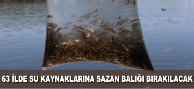63 ilde su kaynaklarına 5 milyon sazan balığı bırakılacak