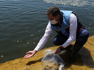 63 ilde su kaynaklarına 5 milyon sazan balığı bırakılacak