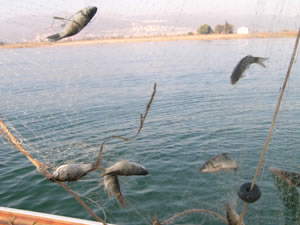 Özel tekne ile amatör su ürünleri avcılığı başlıyor