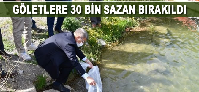 Göletlere 30 bin sazan bırakıldı