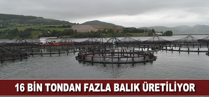 Samsun’da balık çiftliklerinde yılda 16 bin tondan fazla balık üretiliyor