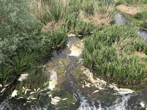 Tekirdağ’da toplu balık ölümleri meydana geldi