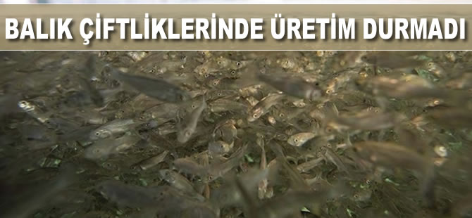 Balık çiftliklerinde üretim durmadı