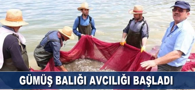 Gümüş balığı avcılığı başladı