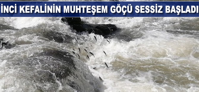 İnci kefalinin muhteşem göçü sessiz başladı