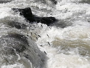 İnci kefalinin muhteşem göçü sessiz başladı