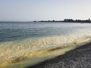 Ören’de deniz sarı renk oldu