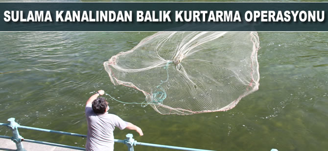 Sulama kanalından balık kurtarma operasyonu