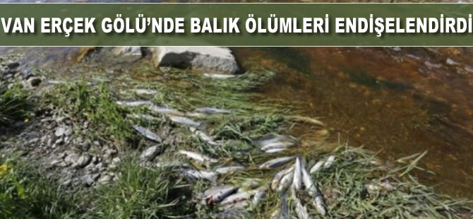 Van  Eçek Gölü'ndeki balık ölümleri endişelendirdi