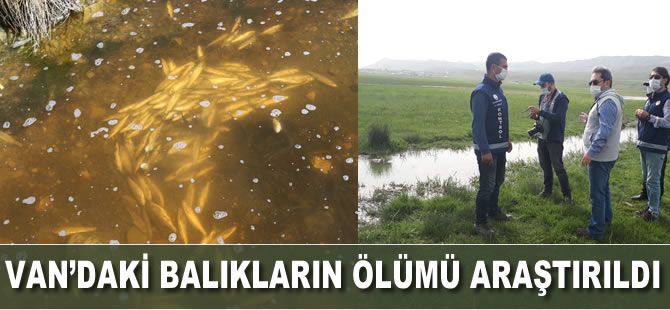 Van’daki balıkların yüksek su sıcaklığından öldüğü tespit edildi
