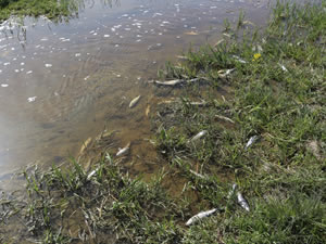 Van’daki balıkların yüksek su sıcaklığından öldüğü tespit edildi