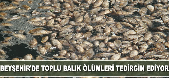 Beyşehir’de tedirgin eden toplu balık ölümleri