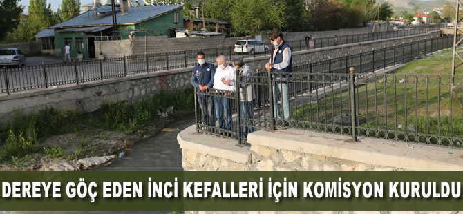 Dereye doğru göç eden inci kefalleri için komisyon kuruldu