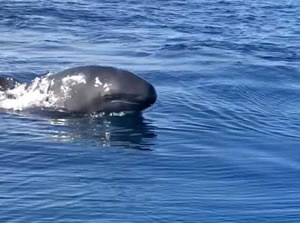 Yalancı katil balinalar, 25 yıl sonra ilk kez Gökçeada açıklarında görüldü