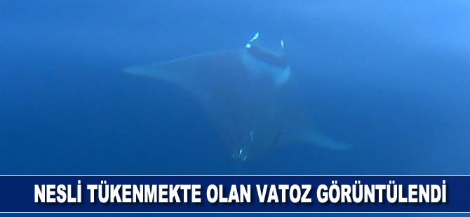 Nesli tehlike altında olan vatoz Gökçeada'da görüntülendi