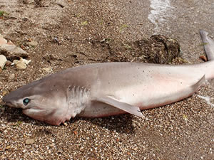 Çanakkale’de 2 metrelik köpek balığı sahile vurdu
